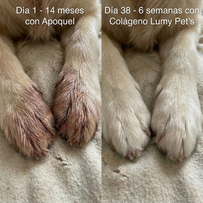 Healthy Pet's | Colágeno Líquido Premium
